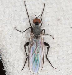 Rhamphomyia pilifer