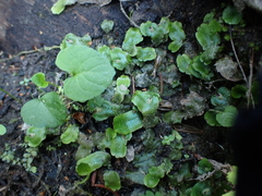 Conocephalum conicum