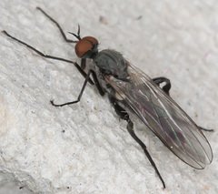 Rhamphomyia pilifer