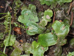 Conocephalum conicum