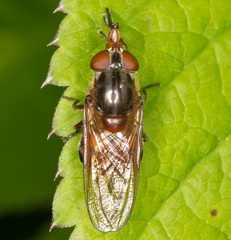 Rhingia campestris