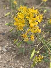 Cleomella lutea