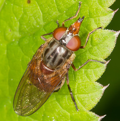 Rhingia campestris