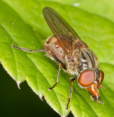 Rhingia campestris