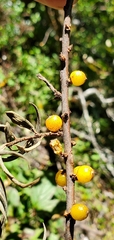 Hippophae salicifolia