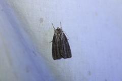 Acronicta lithospila