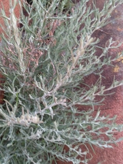 Buddleja salviifolia