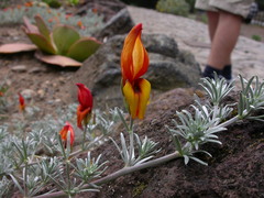Lotus pyranthus