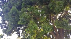 Afrocarpus gracilior