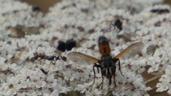 Cylindromyia intermedia