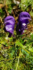 Aconitum ferox