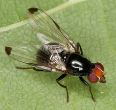 Seioptera vibrans
