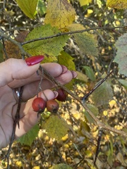 Crataegus sanguinea