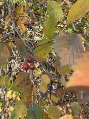 Crataegus sanguinea