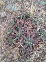 Aloe greatheadii
