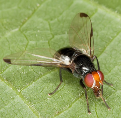 Seioptera vibrans