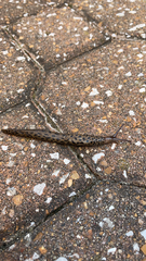 Limax maximus