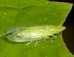 Tropiduchinae
