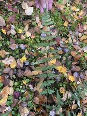 Dryopteris × boottii