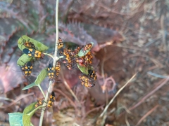 Oncopeltus famelicus