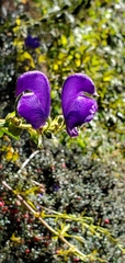 Aconitum ferox