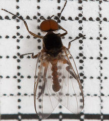 Simuliidae
