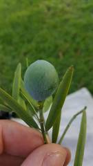 Afrocarpus gracilior