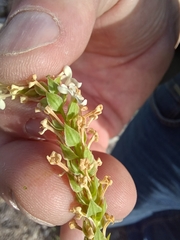 Microdon polygaloides