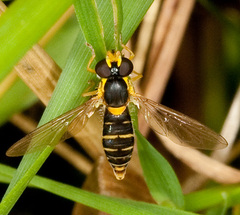 Sphaerophoria abbreviata