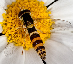 Sphaerophoria batava