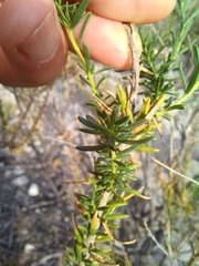 Microdon polygaloides