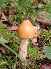 Amanita crocea
