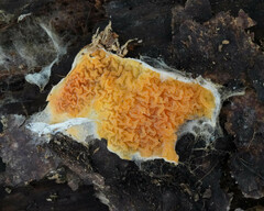 Leucogyrophana mollusca