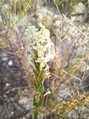 Microdon polygaloides