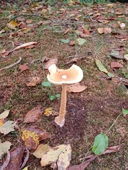 Amanita crocea