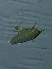Gyponana