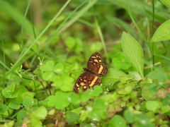 Anthanassa drusilla