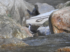 Cinclus leucocephalus