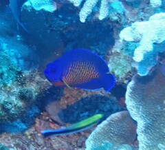 Centropyge bispinosa