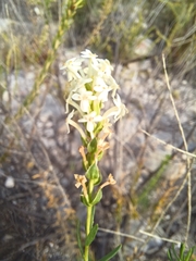 Microdon polygaloides