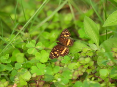 Anthanassa drusilla