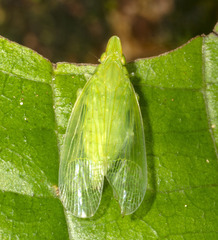 Tropiduchinae