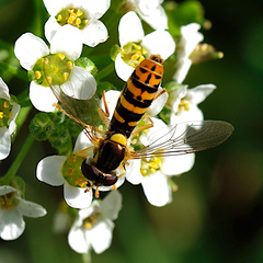 Sphaerophoria rueppellii