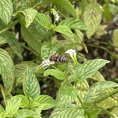 Triepeolus rufithorax