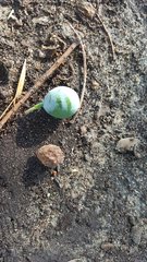 Afrocarpus gracilior