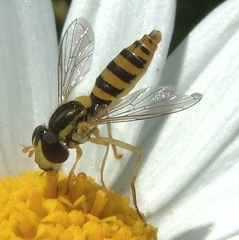 Sphaerophoria taeniata