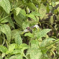 Triepeolus rufithorax