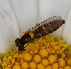 Sphaerophoria virgata