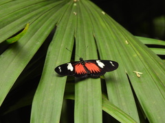 Heliconius doris