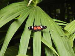 Heliconius doris